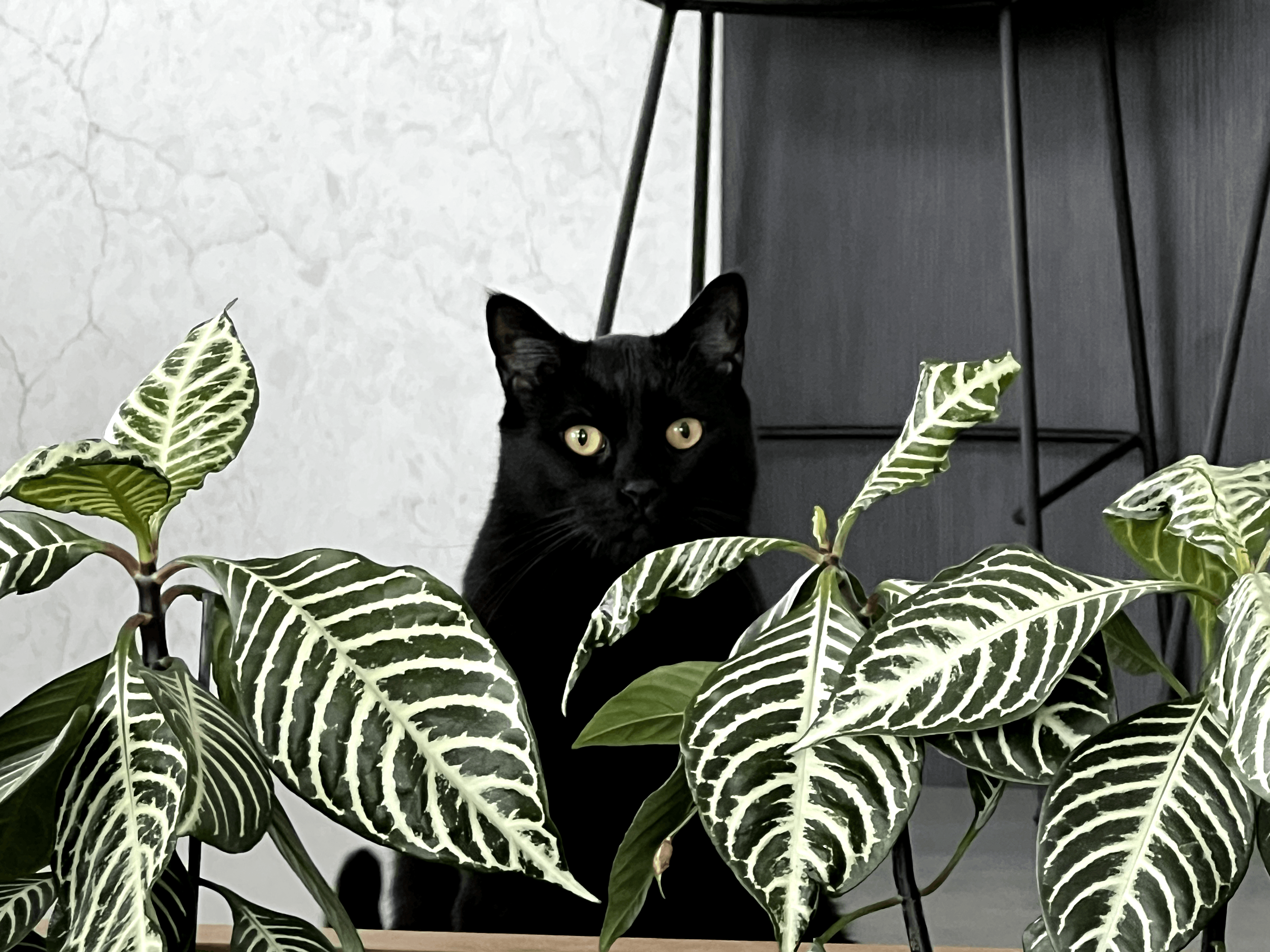 Hover Image