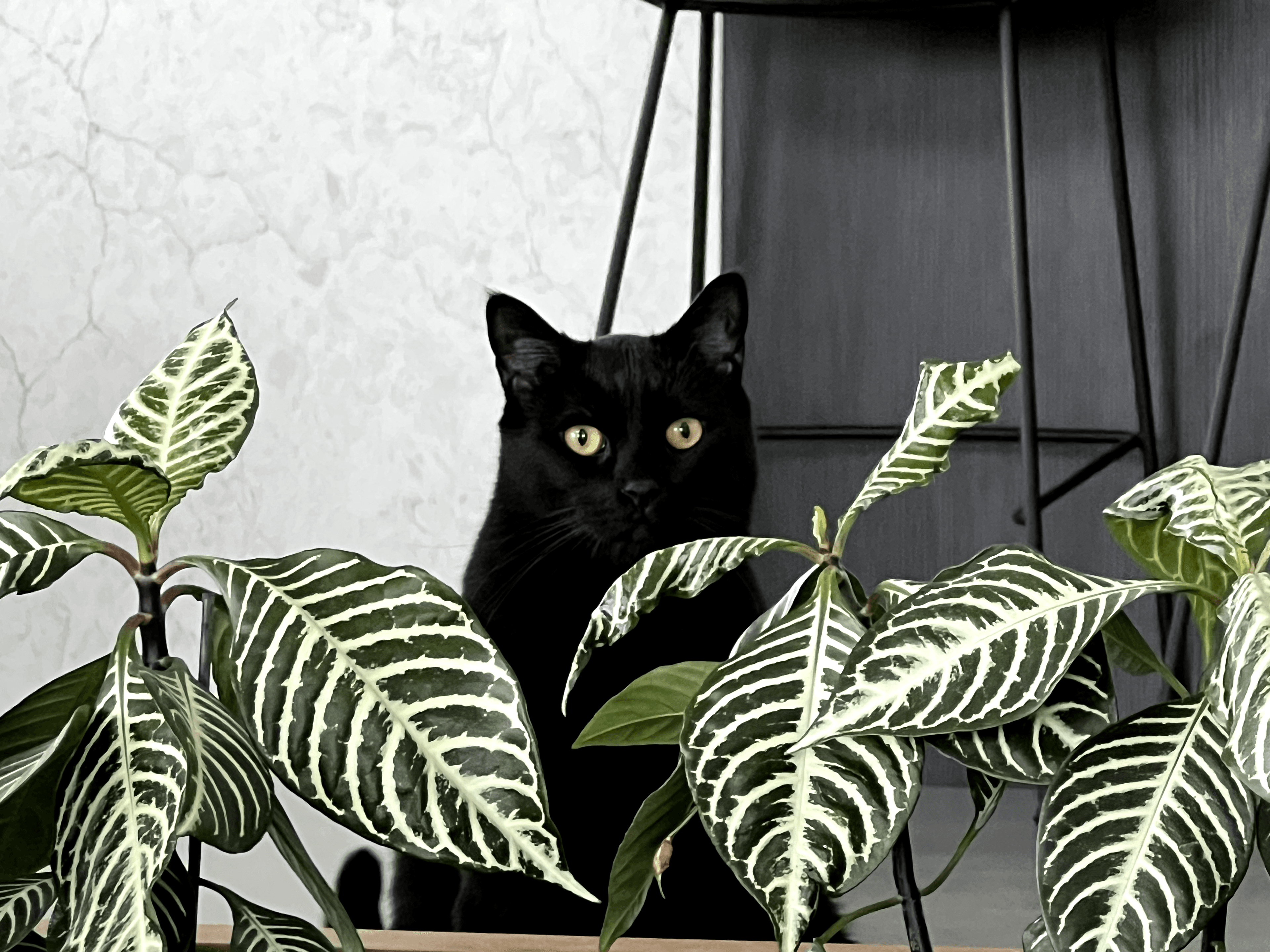 Hover Image