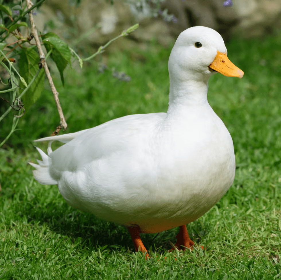 Hover Image